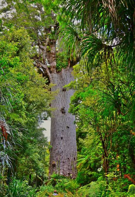 Tane Mahuta, o kauri mais famoso, mede 51,2 metros Tane Mahuta, o kauri mais famoso, mede 51,2 metros