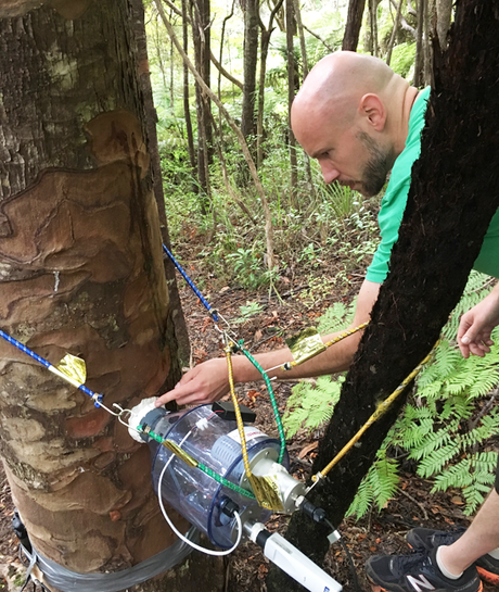 Martin Bader (foto) e Lutzinger mediram o fluxo de água dos kauris vizinhos para o toco Martin Bader (foto) e Lutzinger mediram o fluxo de água dos kauris vizinhos para o toco