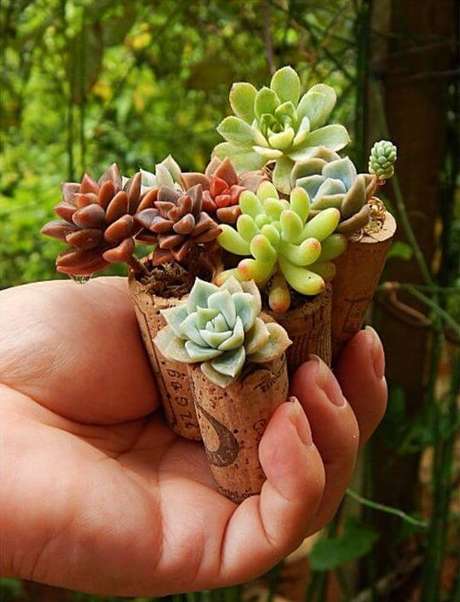 22. A cortiça pode ser utilizada para plantar suculentas. Foto: Meu Lar Minha Paz 22. A cortiça pode ser utilizada para plantar suculentas. Foto: Meu Lar Minha Paz