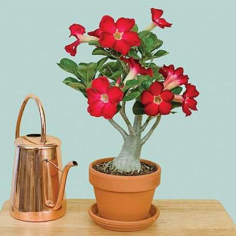 4. As rosas do deserto são plantas que precisam de bastante água para se desenvolver 4. As rosas do deserto são plantas que precisam de bastante água para se desenvolver