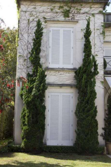 3. O Kaizuka é uma planta muito popular. Foto: Pinterest 3. O Kaizuka é uma planta muito popular. Foto: Pinterest