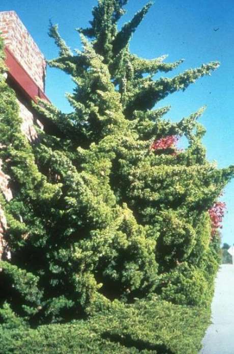 33. O Kaizuka é interessante por ser muito chamativa. Foto: Waters Marts Landscaping 33. O Kaizuka é interessante por ser muito chamativa. Foto: Waters Marts Landscaping