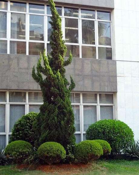 40. O Kaizuka é muito utilizado em estabelecimentos comerciais. Foto: Flores e Folhagens 40. O Kaizuka é muito utilizado em estabelecimentos comerciais. Foto: Flores e Folhagens