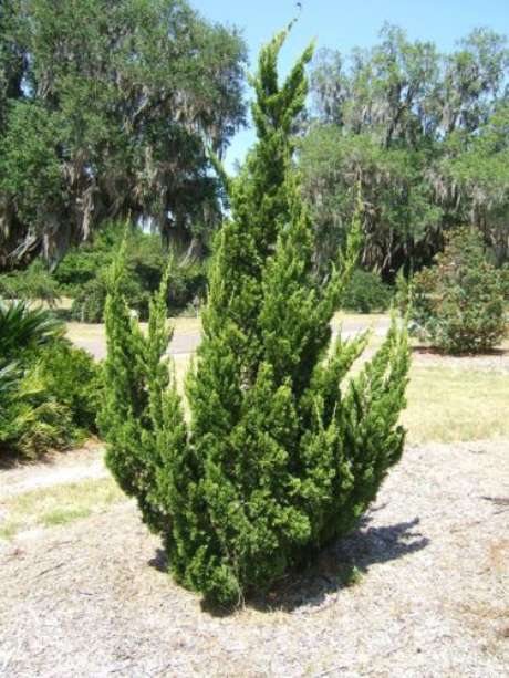 8. O Kaizuka chama a atenção por ser ramificada. Foto: Conifer Society 8. O Kaizuka chama a atenção por ser ramificada. Foto: Conifer Society