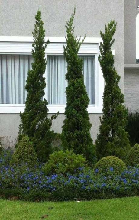 6. Replantar Kaizuka também é muito simples. Foto: Decor Fácil 6. Replantar Kaizuka também é muito simples. Foto: Decor Fácil