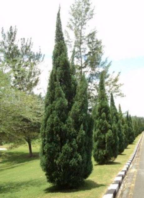 7. Um jardim com Kaizuka é muito chique. Foto: Cultura do Mundo 7. Um jardim com Kaizuka é muito chique. Foto: Cultura do Mundo