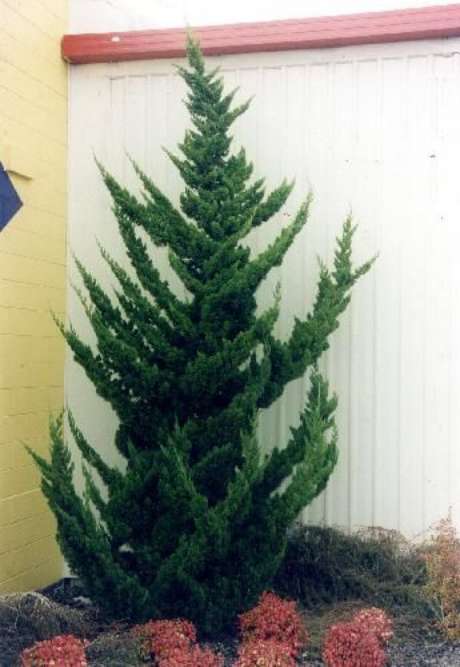 17. O Kaizuka fica interessante em jardins de inverno. Foto: Plantes Shopping 17. O Kaizuka fica interessante em jardins de inverno. Foto: Plantes Shopping