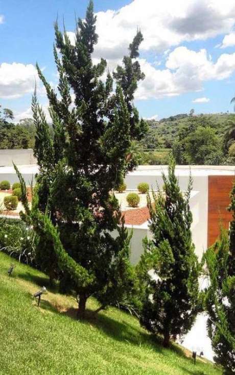 22. Vários tipos de solo aceitam o plantio de Kaizuka. Foto: Decor Fácil 22. Vários tipos de solo aceitam o plantio de Kaizuka. Foto: Decor Fácil