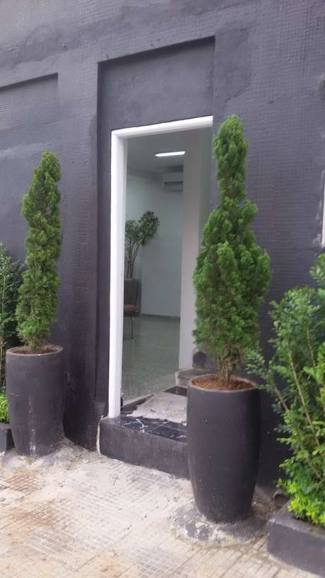 25. O Kaizuka fica interessante se colocado em entrada de casa. Foto: Fama Garden SP 25. O Kaizuka fica interessante se colocado em entrada de casa. Foto: Fama Garden SP