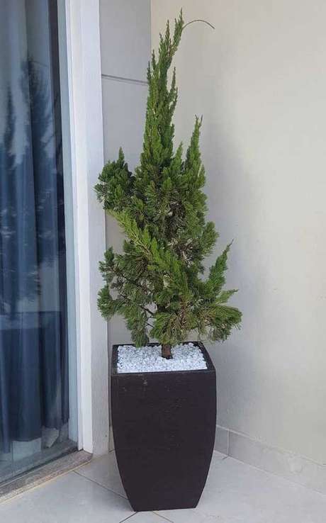 28. O Kaizuka pode ser pequeno com uma boa poda. Foto: Decor Fácil 28. O Kaizuka pode ser pequeno com uma boa poda. Foto: Decor Fácil