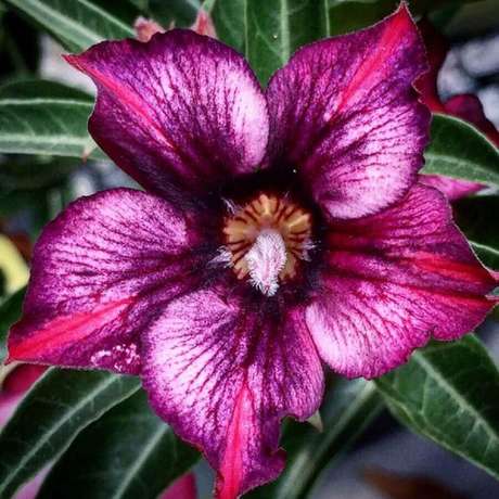 12. Linda flor de rosa do deserto com cores bem vivas 12. Linda flor de rosa do deserto com cores bem vivas