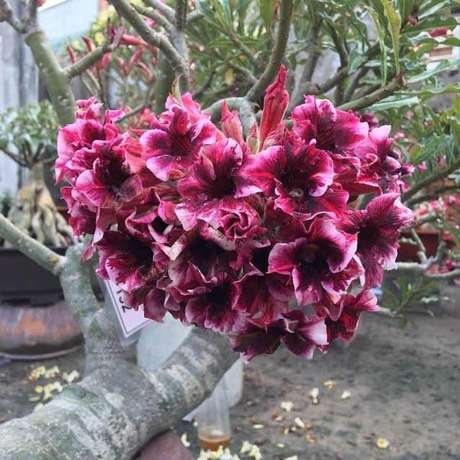 23. Rosas do deserto mudas 23. Rosas do deserto mudas