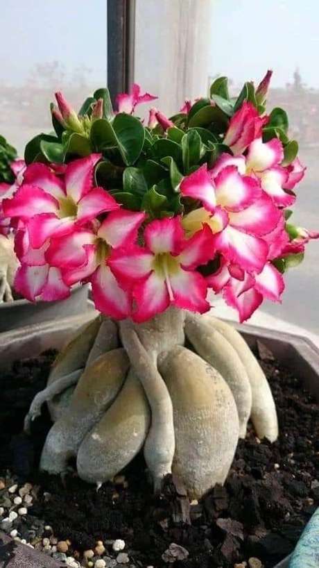27. Rosa do deserto para decoração 27. Rosa do deserto para decoração