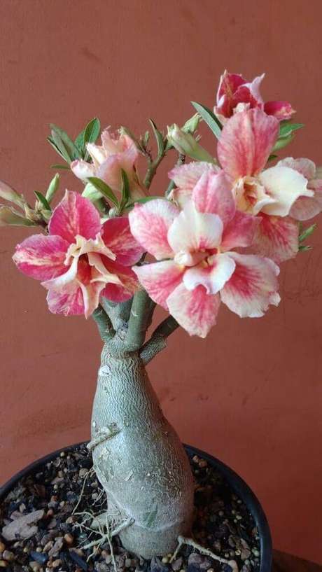28. Rosa do deserto mudas como fazer 28. Rosa do deserto mudas como fazer
