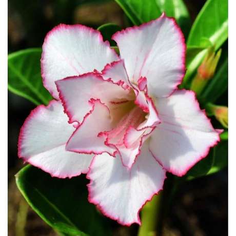 13. Essa rosa do deserto é super delicada com pétalas brancas e com um detalhe rosa bem delicado contornando as pontas 13. Essa rosa do deserto é super delicada com pétalas brancas e com um detalhe rosa bem delicado contornando as pontas