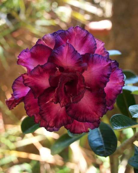 31. Rosa do deserto possuem colorações diferenciadas 31. Rosa do deserto possuem colorações diferenciadas