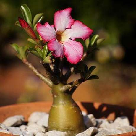 33. Rosa do deserto em vaso decorado 33. Rosa do deserto em vaso decorado