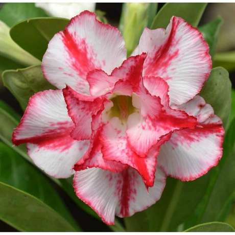 7. A seiva da rosa do deserto é super tóxica, por isso sempre use luvas para fazer sua poda e replantio 7. A seiva da rosa do deserto é super tóxica, por isso sempre use luvas para fazer sua poda e replantio