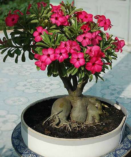 17. Vaso grande com rosa do deserto plantada e muito florida 17. Vaso grande com rosa do deserto plantada e muito florida