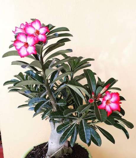 37. Rosa do deserto com folhagens 37. Rosa do deserto com folhagens