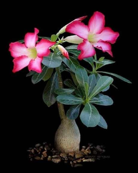 19. Apesar das rosas do deserto precisarem precisarem de bastante água, não precisa rega-la com muita frequência 19. Apesar das rosas do deserto precisarem precisarem de bastante água, não precisa rega-la com muita frequência