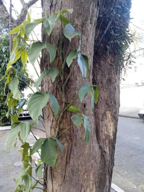Há uma média de duas epífitas em cada árvore nativa ou plantada Há uma média de duas epífitas em cada árvore nativa ou plantada