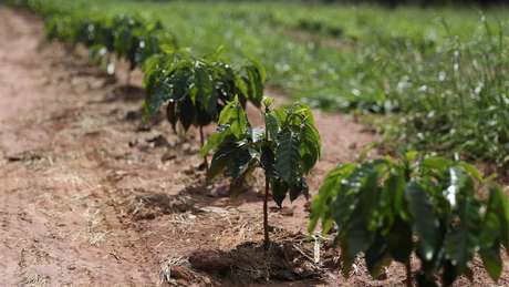 Enfermeiro diz que maior parte dos agricultores que entrevistou usam agrotóxicos sem prescrição agronômica