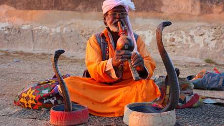 Cobras so temidas, mas reverenciadas em muitas culturas