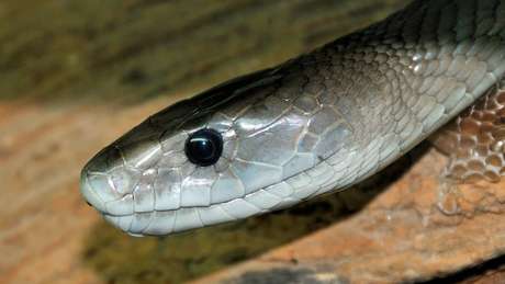 Mamba-negra  uma das cobras mais mortais do mundo - sua picada pode matar um ser humano em 30 minutos