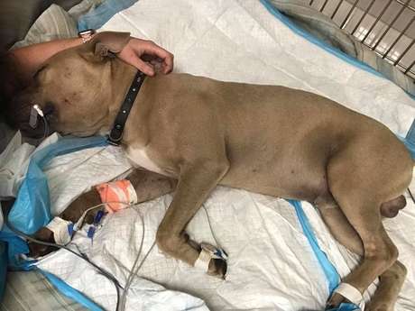 Zeus morreu aos oito meses de idade, convivia com outros cachorros e brincava com as crianças de sua casa quando a tragédia aconteceu.