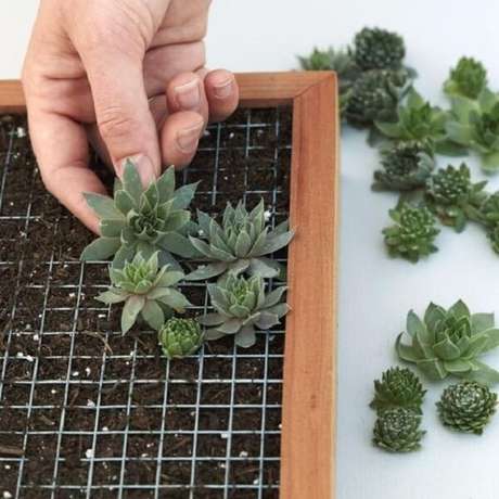 16. Tela aramada ajuda a sustentar o jardim de suculentas vertical. Fonte: Pinterest 16. Tela aramada ajuda a sustentar o jardim de suculentas vertical. Fonte: Pinterest