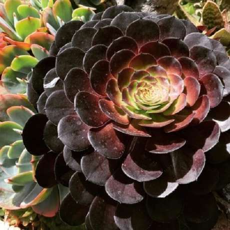 4. Rosa negra é um tipo de suculenta existente na natureza. Fonte: Pinterest 4. Rosa negra é um tipo de suculenta existente na natureza. Fonte: Pinterest