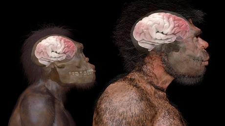 Comparação do tamanho do cérebro do Homo naledi (espécie extinta) e do Homo sapiens, de acordo com fósseis encontrados em Jebel Irhoud, no Marrocos