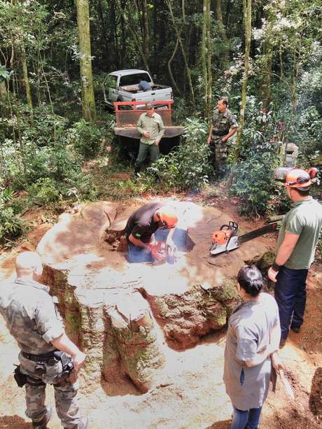 Derrubada ilegal de 17 árvores raras rendeu multa de R$ 12.750 Derrubada ilegal de 17 árvores raras rendeu multa de R$ 12.750