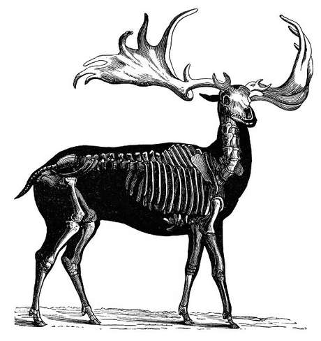 O animal extinto tinha cerca de dois metros de altura e presas que chegavam a 3,65m O animal extinto tinha cerca de dois metros de altura e presas que chegavam a 3,65m