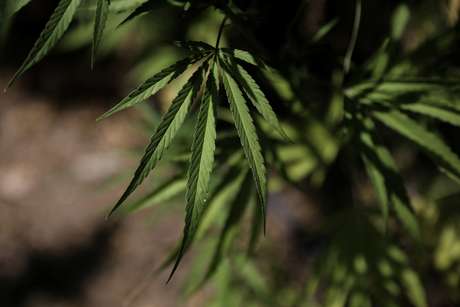 Folha de maconha em plantação em laboratório médico na Grécia 26/08/2019 REUTERS/Stelios Misinas 