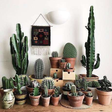 11. Separe inúmeros vasos de cerâmica e cultive diferentes tipos de cactos em casa. Fonte: Pinterest 11. Separe inúmeros vasos de cerâmica e cultive diferentes tipos de cactos em casa. Fonte: Pinterest