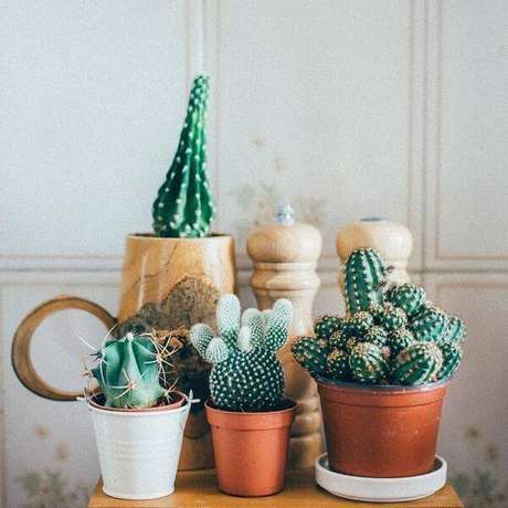 62. Cultive diferentes tipos de cactos e suculentas em diferentes hábitos. Fonte: Pinterest 62. Cultive diferentes tipos de cactos e suculentas em diferentes hábitos. Fonte: Pinterest