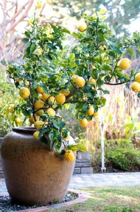 14. O limoeiro é uma das árvores frutíferas que pode ser cultivada em vaso. Fonte: Pinterest 14. O limoeiro é uma das árvores frutíferas que pode ser cultivada em vaso. Fonte: Pinterest