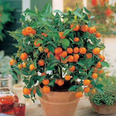31. A Mexerica anã é uma das árvores frutíferas que pode ser cultivada em vasos. Fonte: Mercado Livre 31. A Mexerica anã é uma das árvores frutíferas que pode ser cultivada em vasos. Fonte: Mercado Livre