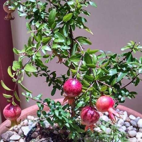 38. A romã pode ser cultivada dentro de casa. Fonte: Pnterest 38. A romã pode ser cultivada dentro de casa. Fonte: Pnterest