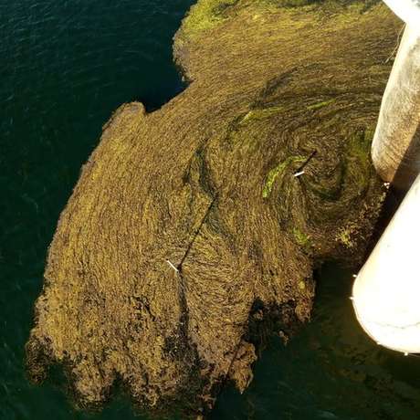 Uma das medidas é a retirada das plantas do ponto de captação da água para o abastecimento Uma das medidas é a retirada das plantas do ponto de captação da água para o abastecimento