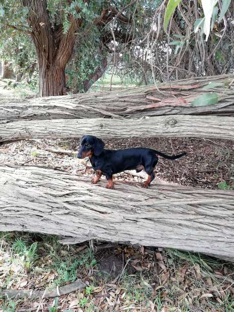 Mercedes também compartilhou no Twitter uma foto do Milo, cachorro da sobrinha