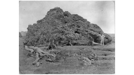 À direita, homem posa ao lado de coral arremessado pela erupção do Krakatoa sobre região de Anjer, na ilha de Java, em foto de cerca de 1885
