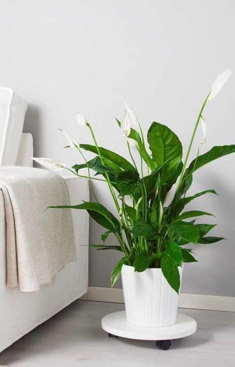 17. Lírio da paz como planta de sombra – Via: Decor Fácil 17. Lírio da paz como planta de sombra – Via: Decor Fácil