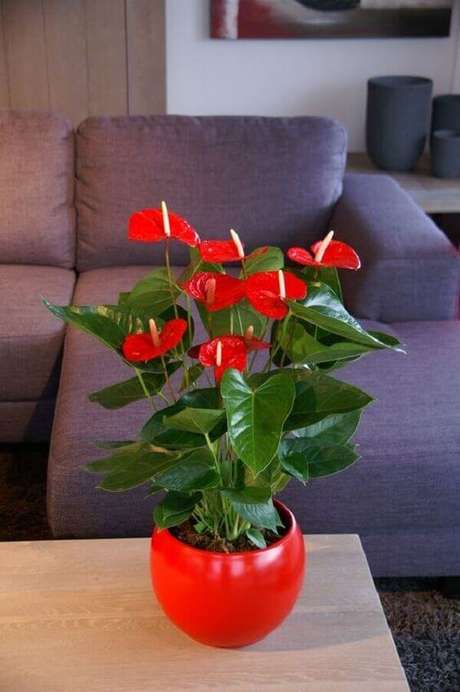 42. Plantas de sombra antúrio – Via: Revista VD 42. Plantas de sombra antúrio – Via: Revista VD