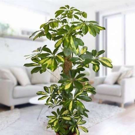 4. Plantas de sombra para sala de estar – Foto: Pinterest 4. Plantas de sombra para sala de estar – Foto: Pinterest