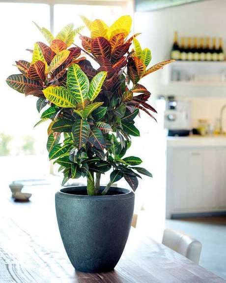 25 Plantas De Interior Que Necesitan Poca Luz Resistentes