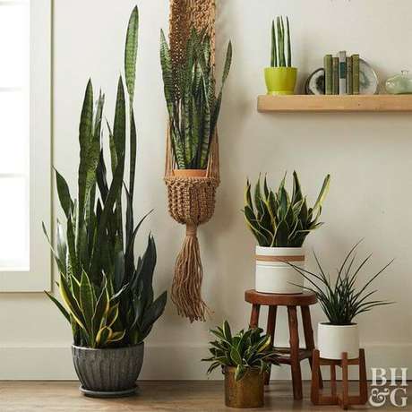 20. Plantas de sombra: espada de São Jorge – Foto: Boutique Lab 20. Plantas de sombra: espada de São Jorge – Foto: Boutique Lab