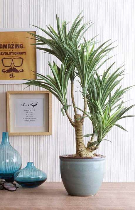 6. Plantas de sombra são lindas para decorar casa, como a Iuca – Via: Decor Fácil 6. Plantas de sombra são lindas para decorar casa, como a Iuca – Via: Decor Fácil
